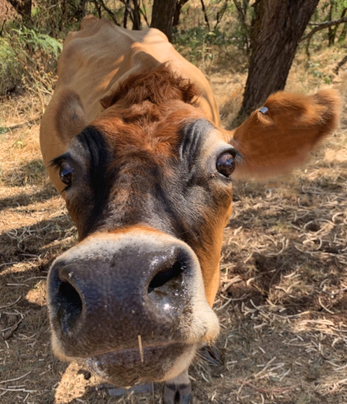 Shan Shan Heifer closeup for the Cattle Drive Cafe in Coleman, TX